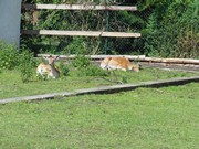 Výlet do ZOO Chleby a Labyrintária Loučeň